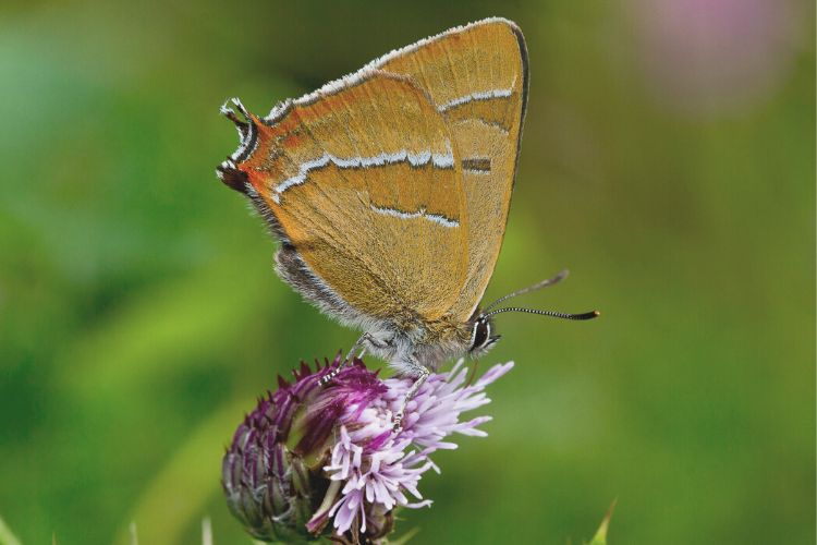 Brown Hairstreak