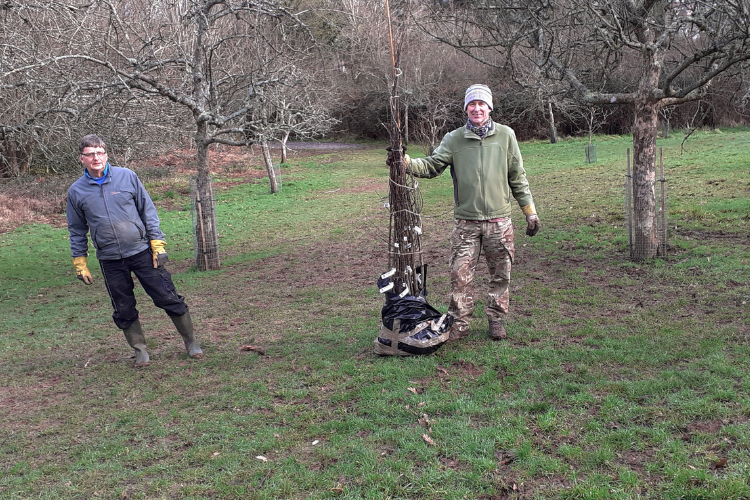 Adding new fruit to an old community orchard @Sidmouth Arboretum Two volunteers adding new fruit to an old community orchard