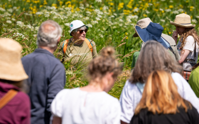 Meadow Safari – Wildlife & Wild Flowers