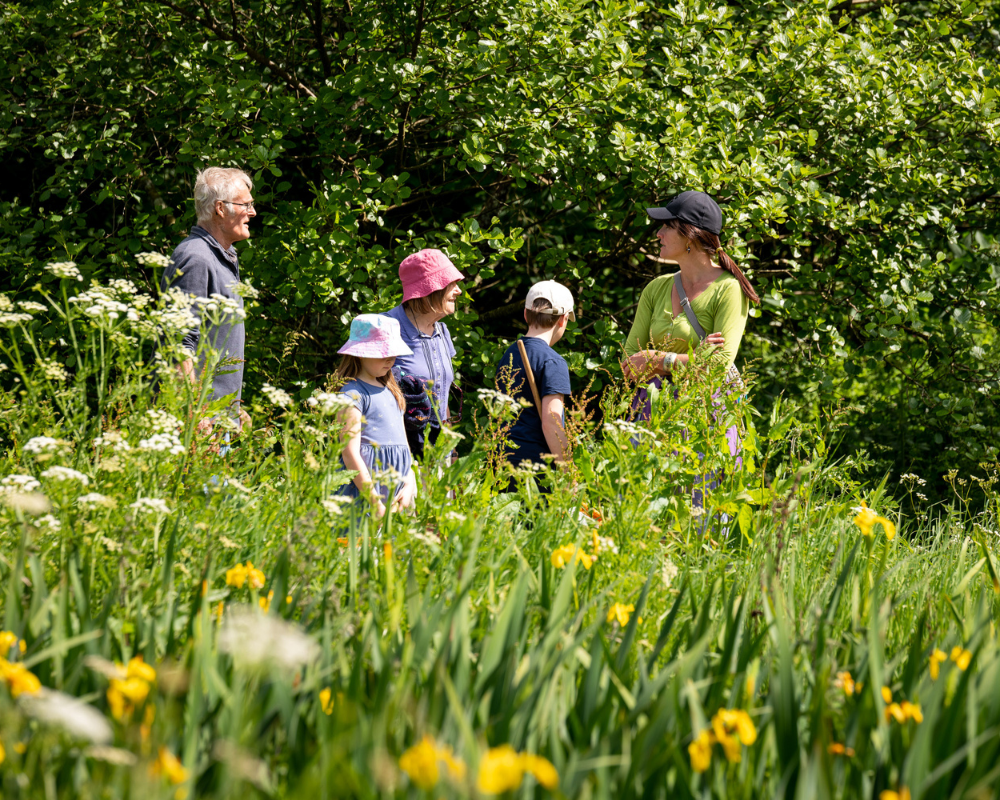 Wandering the meadow