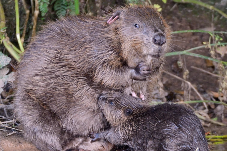 Making Space for Water Beaver Project FiPL 750 x 500px