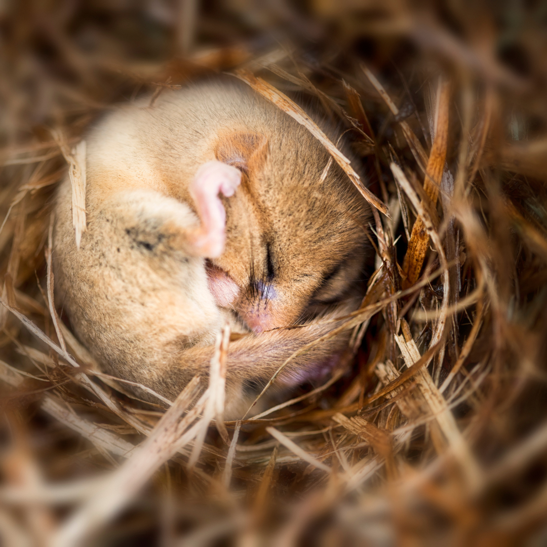 Dormouse sleeping in nest Dormouse small nocturnal mammal sleeping in nest curled-up