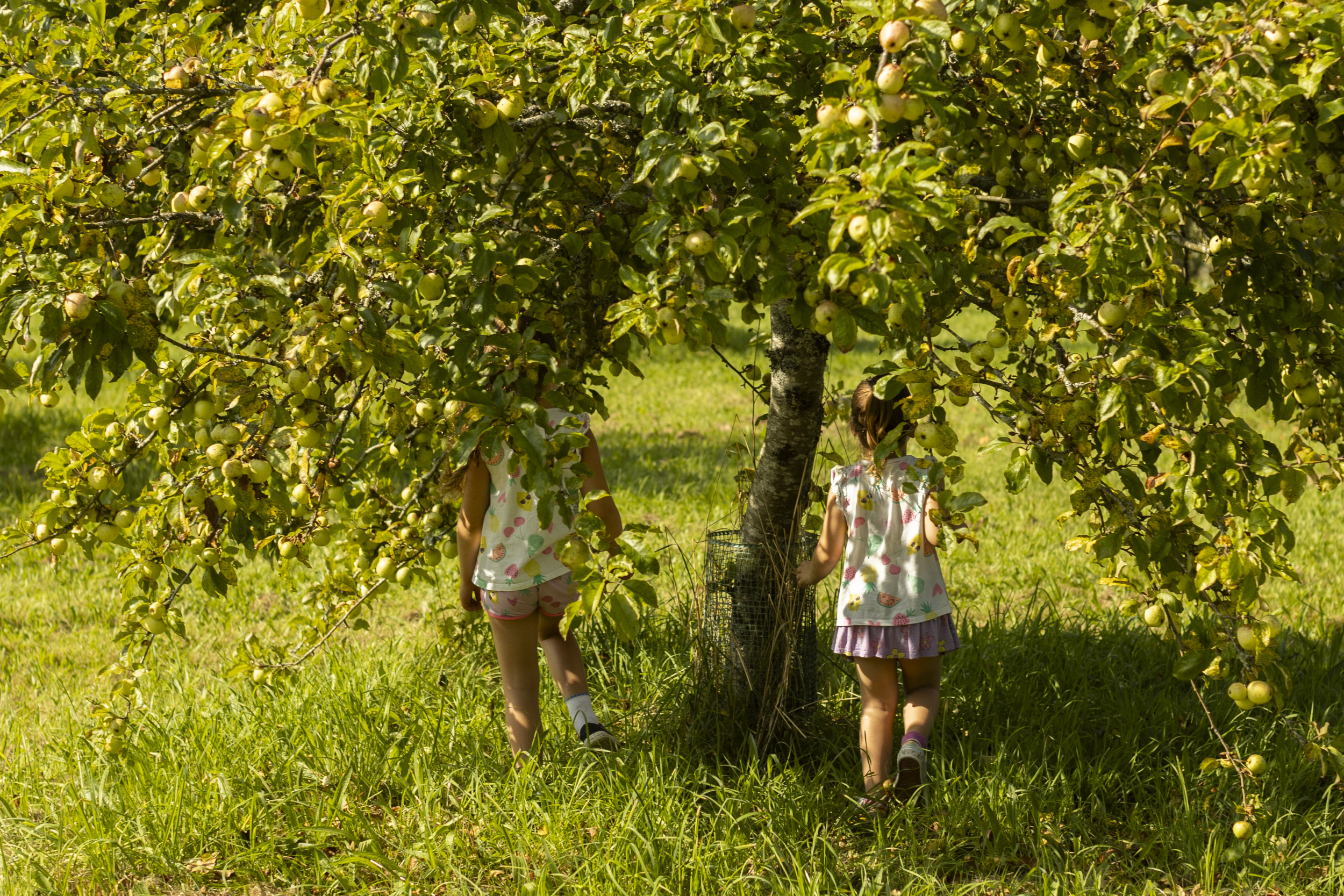 Big Branscombe Apple Pick Event Big Branscombe Apple Pick Event